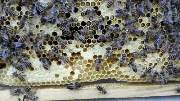 中蜂白頭病用什么藥好?(中蜂白頭蛹病的預防和治療) 中蜂白頭病用什么藥好?(中蜂白頭蛹病的預防和治療)