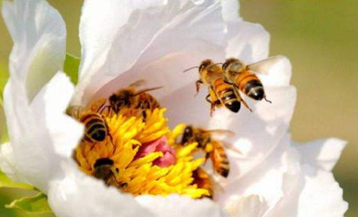 中華蜜蜂的四季管理