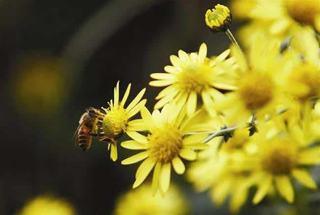中華蜜蜂的四季管理 中華蜜蜂的四季管理