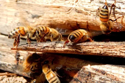 蜂王什么時候交尾容易成功 蜂王什么時候交尾容易成功