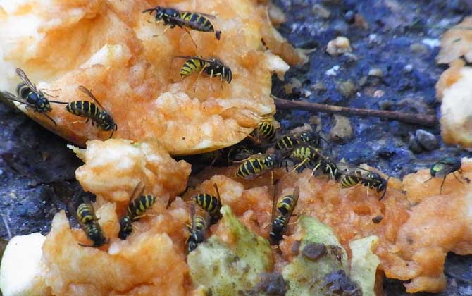 野生馬蜂怎么過(guò)冬（馬蜂是怎樣度過(guò)冬天的？）