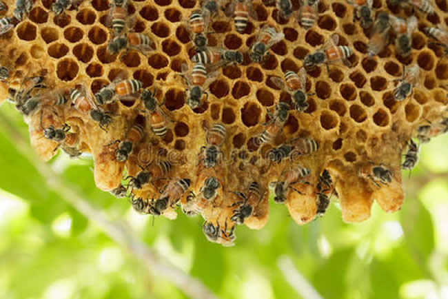 中蜂群怎么合并才不會打架? 中蜂群怎么合并才不會打架?