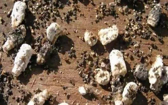 如何治療美洲幼蟲腐臭病? 如何治療美洲幼蟲腐臭病?