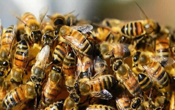 如何治療美洲幼蟲腐臭病? 如何治療美洲幼蟲腐臭病?