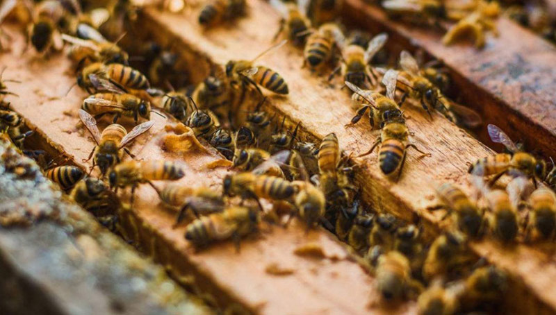 中華蜜蜂和意大利蜂蜜的區(qū)別(中蜂和意蜂蜂蜜價格差別大么?) 中華蜜蜂和意大利蜂蜜的區(qū)別(中蜂和意蜂蜂蜜價格差別大么?)