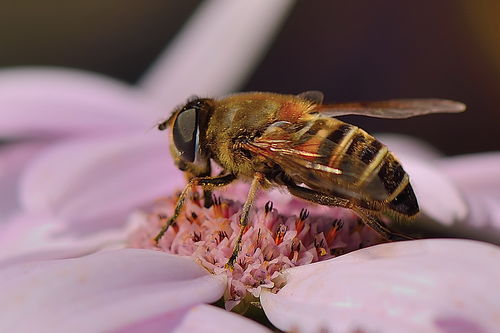 工蜂采花不上脾是什么病(蜜蜂不造脾是什么原因該怎么辦) 工蜂采花不上脾是什么病(蜜蜂不造脾是什么原因該怎么辦)