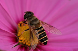 工蜂采花不上脾是什么病(蜜蜂不造脾是什么原因該怎么辦) 工蜂采花不上脾是什么病(蜜蜂不造脾是什么原因該怎么辦)