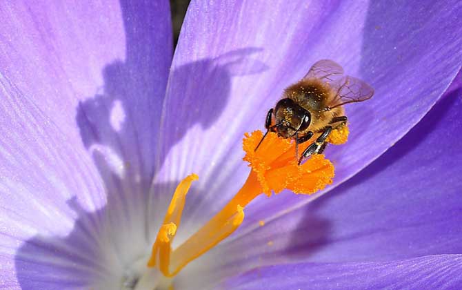蜜蜂怎么發育的(蜜蜂的習性及發育過程) 蜜蜂怎么發育的(蜜蜂的習性及發育過程)