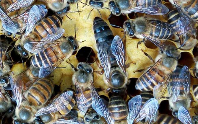 中蜂阿壩王在南方養好嗎(南方能不能養殖阿壩蜜蜂) 中蜂阿壩王在南方養好嗎(南方能不能養殖阿壩蜜蜂)