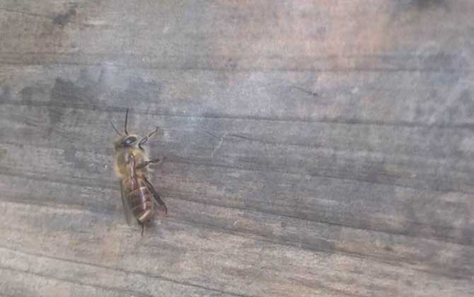 土蜂和洋蜂有什么區(qū)別(土蜂和洋蜂的對(duì)比) 土蜂和洋蜂有什么區(qū)別(土蜂和洋蜂的對(duì)比)