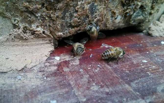 土蜂和洋蜂有什么區(qū)別(土蜂和洋蜂的對(duì)比) 土蜂和洋蜂有什么區(qū)別(土蜂和洋蜂的對(duì)比)