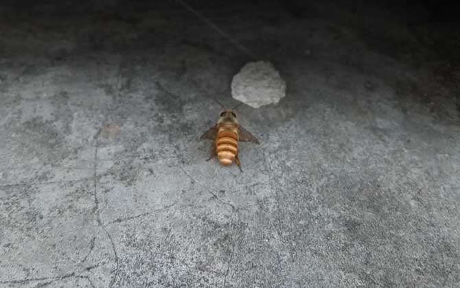 土蜂和洋蜂有什么區(qū)別(土蜂和洋蜂的對(duì)比) 土蜂和洋蜂有什么區(qū)別(土蜂和洋蜂的對(duì)比)