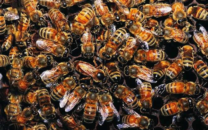 蜂群中工蜂圍王蜂王多久會死? 工蜂圍王