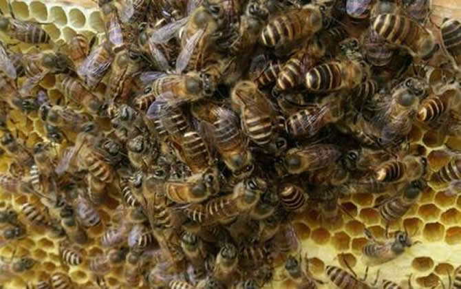蜂群中工蜂圍王蜂王多久會死? 工蜂圍王