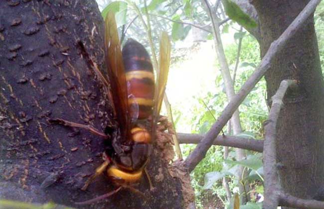 中國大虎頭蜂的生活環境(胡蜂的生活環境) 中國大虎頭蜂的生活環境(胡蜂的生活環境)
