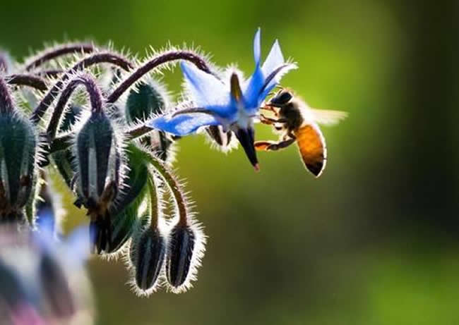 如何給蜜蜂喂水