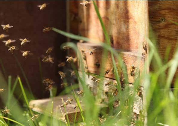 偵查蜜蜂特征 偵查蜜蜂特征