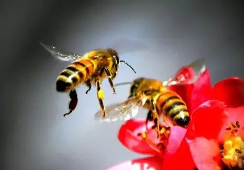 偵查蜜蜂特征(偵查蜂一般在什么地方出現) 偵查蜜蜂特征(偵查蜂一般在什么地方出現)