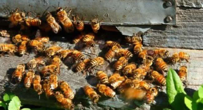 【蜜蜂知識】如何進行人工分蜂？