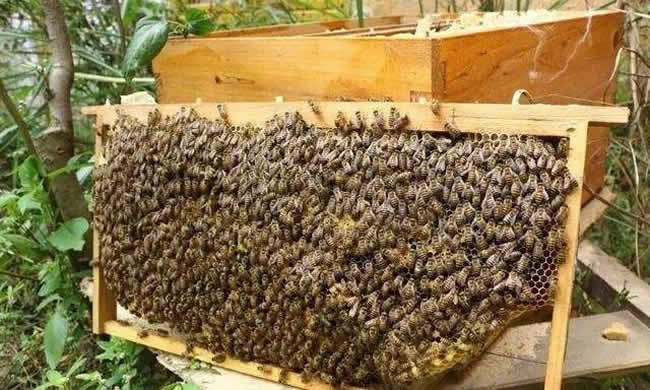 【蜜蜂知識】如何進行人工分蜂？