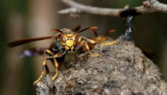 胡蜂吃黃粉蟲嗎（胡蜂吃什么食物）