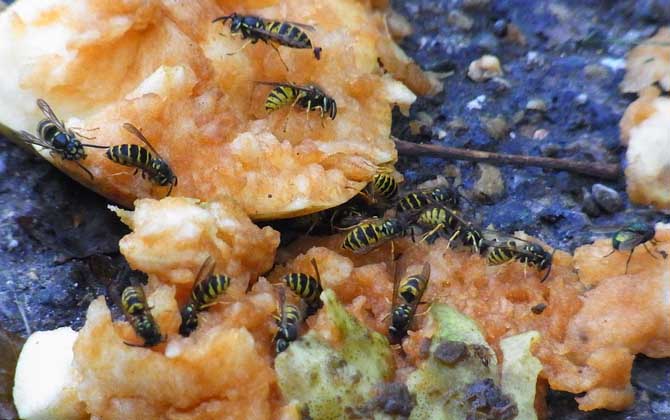 馬蜂和蜜蜂最直接的區(qū)別