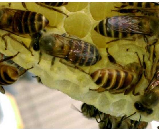 野外捉回來的蜜蜂怎么養(yǎng)(怎么養(yǎng)野蜂) 野外捉回來的蜜蜂怎么養(yǎng)(怎么養(yǎng)野蜂)