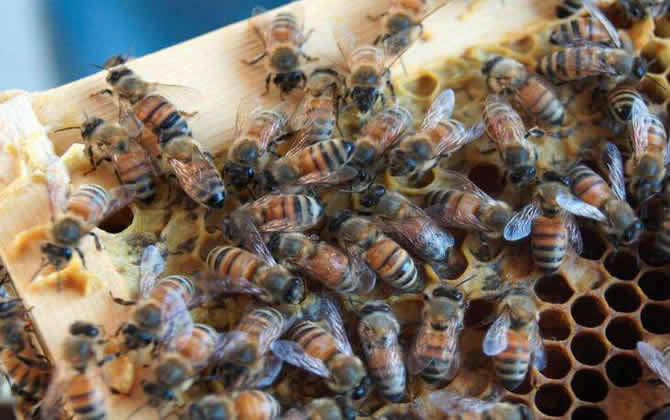 蜜蜂越冬溫度最適是多少？
