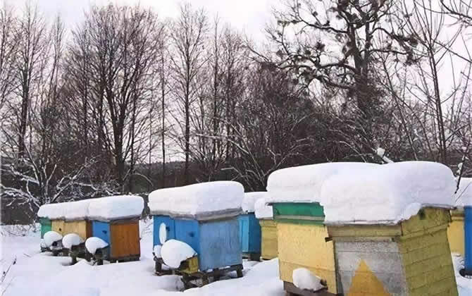 蜜蜂越冬溫度最適是多少？