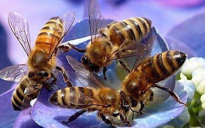 蜜蜂越冬溫度最適是多少？