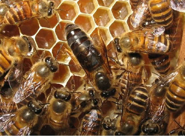 蜂王交尾失敗如何處理？