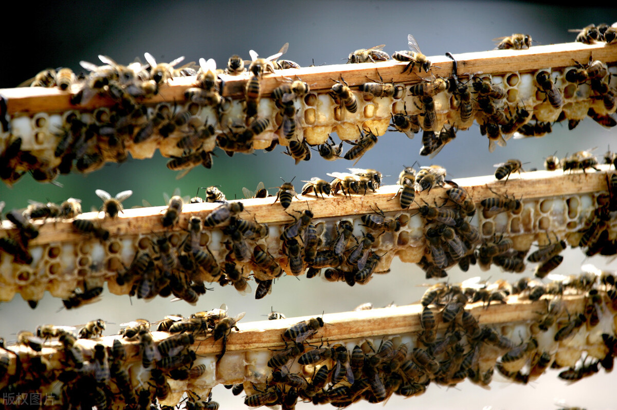 工蜂咬隔王片是什么情況(工蜂咬破封蓋蜂王臺,自己在里面產(chǎn)卵) 工蜂咬隔王片是什么情況(工蜂咬破封蓋蜂王臺,自己在里面產(chǎn)卵)