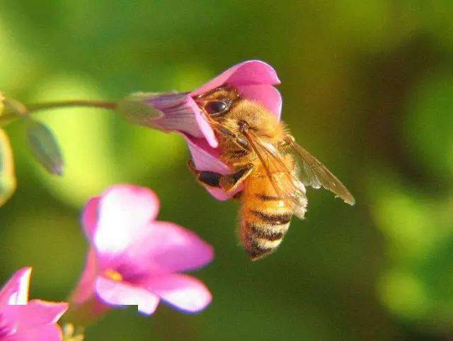 養(yǎng)蜂新手如何收蜂(新手第一次怎么收蜂) 養(yǎng)蜂新手如何收蜂(新手第一次怎么收蜂)