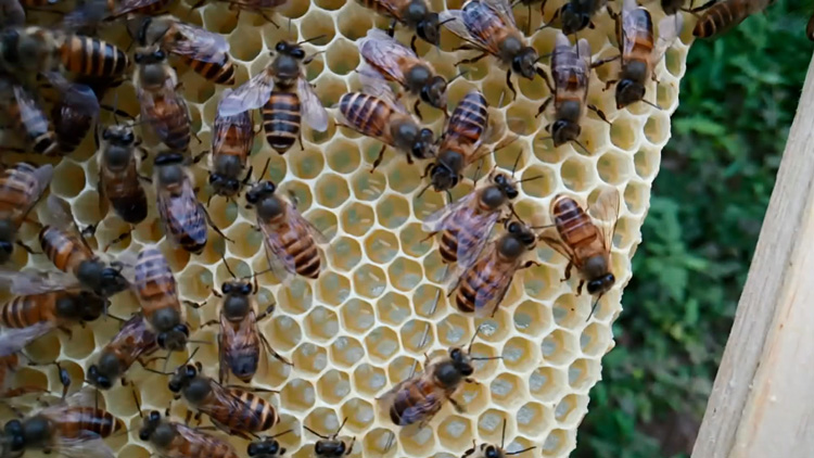 怎樣能讓工蜂停止產(chǎn)卵(如何制止工蜂產(chǎn)卵) 怎樣能讓工蜂停止產(chǎn)卵(如何制止工蜂產(chǎn)卵)