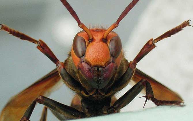 黑尾虎頭蜂毒性大嗎?