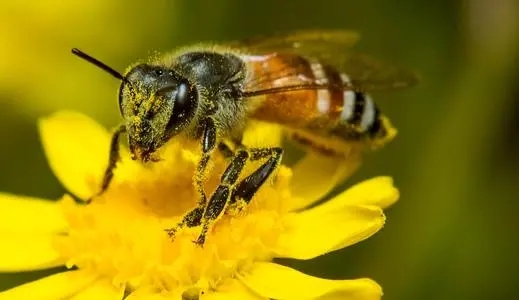蜜蜂采食毒蜜怎么辦 蜜蜂采食毒蜜怎么辦