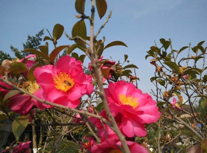 春季蜜蜂群快速復壯的方法 春季蜜蜂群快速復壯的方法