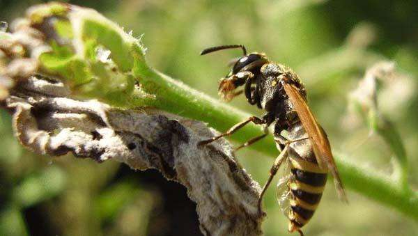 春季蜜蜂群快速復壯的方法 春季蜜蜂群快速復壯的方法
