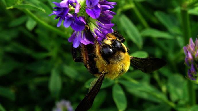 春季蜜蜂群快速復壯的方法 春季蜜蜂群快速復壯的方法