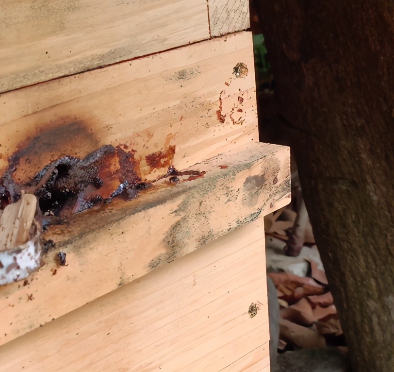 酸蜂的養(yǎng)殖方法(無(wú)刺蜂活框養(yǎng)殖技術(shù)) 酸蜂的養(yǎng)殖方法(無(wú)刺蜂活框養(yǎng)殖技術(shù))