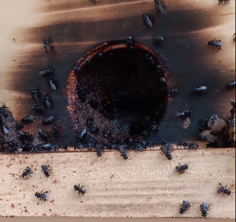 酸蜂的養(yǎng)殖方法(無(wú)刺蜂活框養(yǎng)殖技術(shù)) 酸蜂的養(yǎng)殖方法(無(wú)刺蜂活框養(yǎng)殖技術(shù))