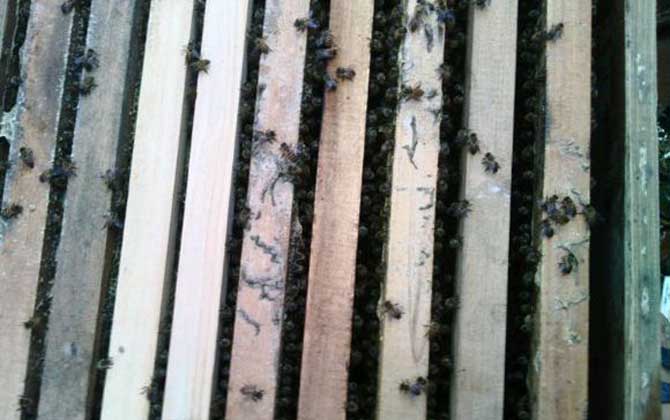 養蜜蜂被老鼠啃怎么辦(養蜜蜂怎么防止老鼠) 養蜜蜂被老鼠啃怎么辦(養蜜蜂怎么防止老鼠)