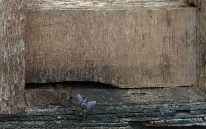 養蜜蜂被老鼠啃怎么辦(養蜜蜂怎么防止老鼠) 養蜜蜂被老鼠啃怎么辦(養蜜蜂怎么防止老鼠)