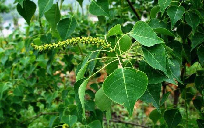 人工栽種的烏桕樹一般開花流蜜嗎(烏桕流蜜期是什么時候) 烏桕