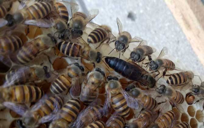 川東蜂王和阿壩中蜂哪個好(川東蜂王和阿壩中蜂的對比) 川東蜂王和阿壩中蜂哪個好(川東蜂王和阿壩中蜂的對比)