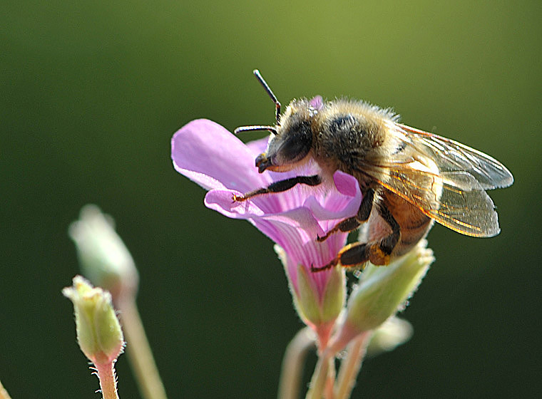【蜜蜂知識(shí)】蜜蜂有幾條腿和翅膀？