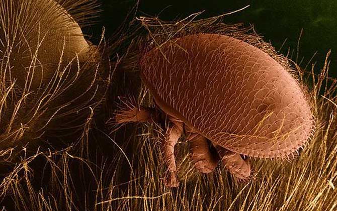 怎么治療蜂螨(治蜂螨小妙招及注意事項) 怎么治療蜂螨(治蜂螨小妙招及注意事項)