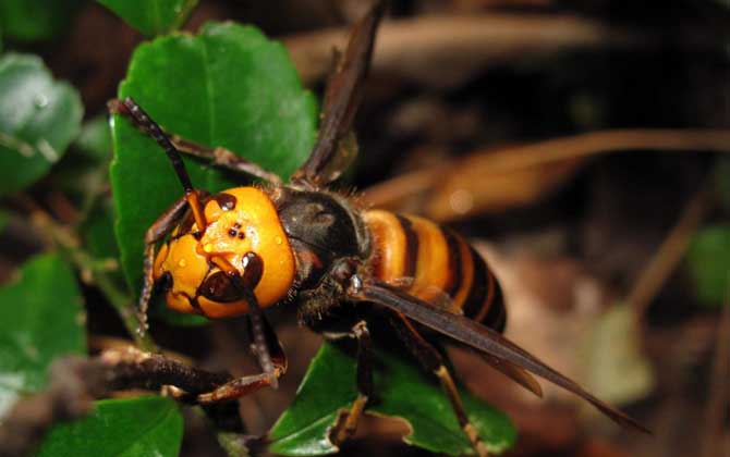 中國大虎頭蜂吃毛毛蟲嗎(虎頭蜂的生活習性) 中國大虎頭蜂吃毛毛蟲嗎(虎頭蜂的生活習性)