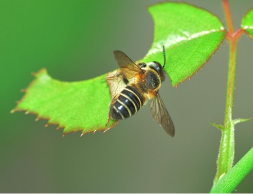 切葉蜂產(chǎn)蜜嗎（切葉蜂具有怎樣的獨特本領(lǐng)）