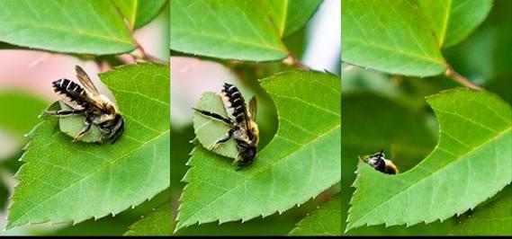 切葉蜂產(chǎn)蜜嗎（切葉蜂具有怎樣的獨特本領(lǐng)）